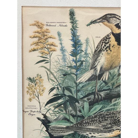 Vtg Meadowlark Lithograph Print Arthur Singer Flora Fauna 14x16 Framed Botanical - Picture 6 of 7